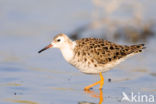 Ruff (Philomachus pugnax)