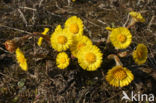 Klein hoefblad (Tussilago farfara)