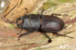 Klein vliegend hert (Dorcus parallelipipedus)