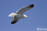 Lesser Black-backed Gull (Larus fuscus)