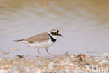 Kleine Plevier (Charadrius dubius)