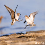 Kleine Strandloper (Calidris minuta)