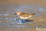 Kleine Strandloper (Calidris minuta)