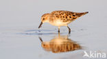 Kleine Strandloper (Calidris minuta)