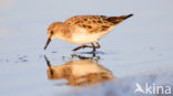 Kleine Strandloper (Calidris minuta)