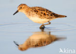 Kleine Strandloper (Calidris minuta)