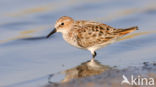 Kleine Strandloper (Calidris minuta)