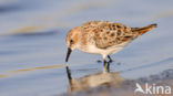 Kleine Strandloper (Calidris minuta)