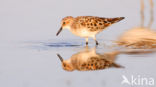 Kleine Strandloper (Calidris minuta)