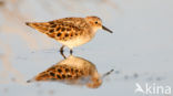 Little Stint (Calidris minuta)