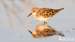 Kleine Strandloper (Calidris minuta)