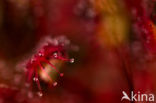 Kleine zonnedauw (Drosera intermedia) 