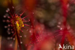 Oblong-leaved Sundew (Drosera intermedia)