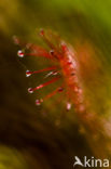 Oblong-leaved Sundew (Drosera intermedia)