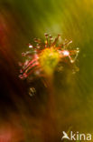 Kleine zonnedauw (Drosera intermedia) 