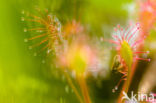 Oblong-leaved Sundew (Drosera intermedia)