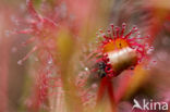 Oblong-leaved Sundew (Drosera intermedia)