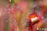 Kleine zonnedauw (Drosera intermedia) 