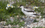 Pied Avocet (Recurvirostra avosetta)