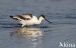 Pied Avocet (Recurvirostra avosetta)