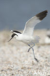 Pied Avocet (Recurvirostra avosetta)