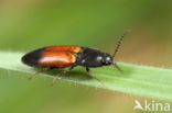 click beetle (Ampedus balteatus)