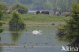 Knobbelzwaan (Cygnus olor)