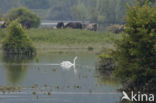 Knobbelzwaan (Cygnus olor)