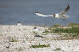 Black-headed Gull (Larus ridibundus)