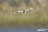 Black-headed Gull (Larus ridibundus)