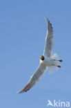 Black-headed Gull (Larus ridibundus)