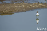 Black-headed Gull (Larus ridibundus)