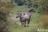 Konik horse  (Equus spp)