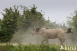 Konik horse  (Equus spp)