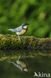 Great Tit (Parus major)