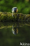 Great Tit (Parus major)