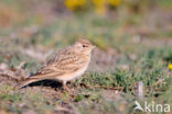 Short-toed Lark (Calandrella brachydactyla)