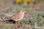 Short-toed Lark (Calandrella brachydactyla)