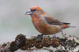 Red Crossbill (Loxia curvirostra)