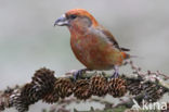 Red Crossbill (Loxia curvirostra)