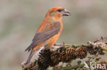 Red Crossbill (Loxia curvirostra)