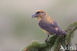Red Crossbill (Loxia curvirostra)