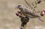 Red Crossbill (Loxia curvirostra)