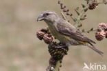 Red Crossbill (Loxia curvirostra)