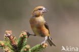 Red Crossbill (Loxia curvirostra)