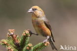 Red Crossbill (Loxia curvirostra)