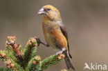 Red Crossbill (Loxia curvirostra)