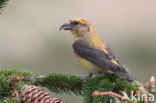 Red Crossbill (Loxia curvirostra)