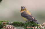 Red Crossbill (Loxia curvirostra)