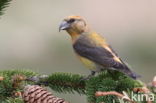 Red Crossbill (Loxia curvirostra)